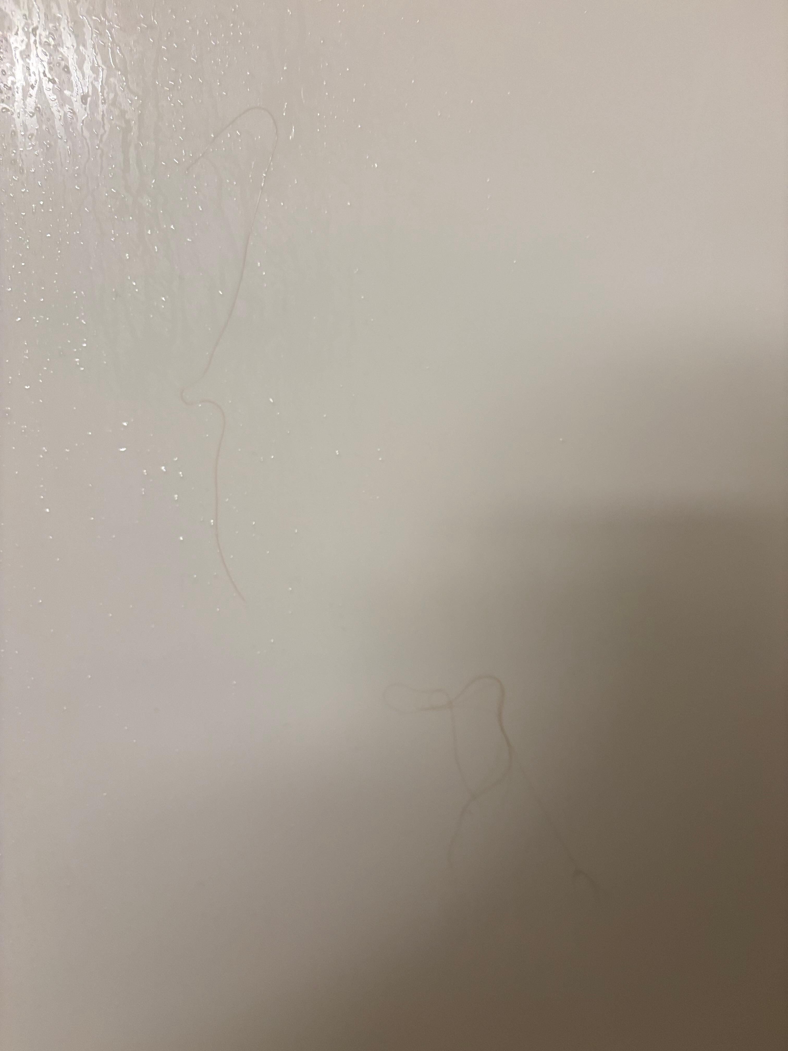 Hairs on shower wall