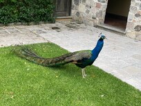 Tienen 3 pavorreales en los jardines cerca de l alberca, si posan para las fotos 👍🏻