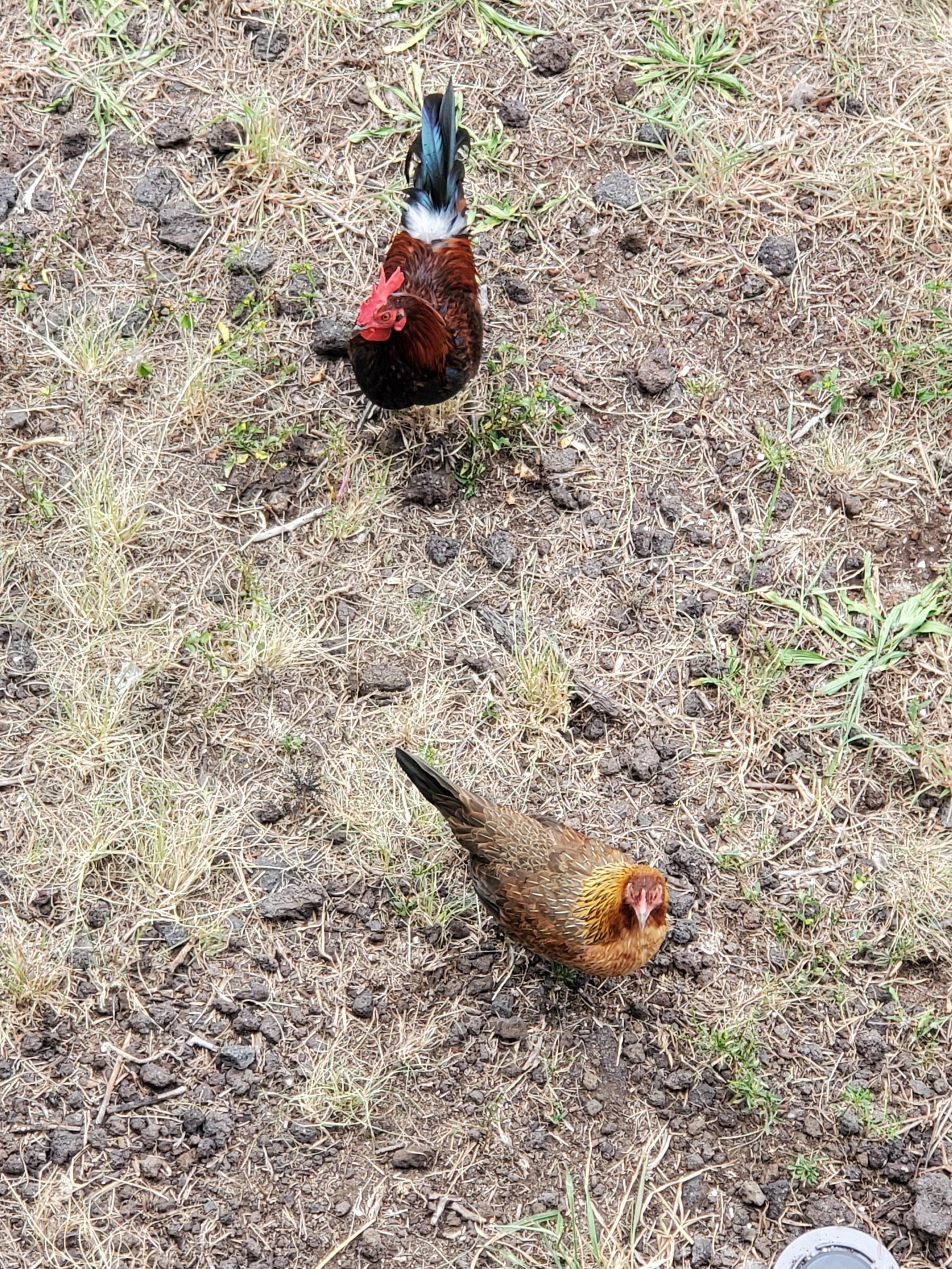 Wild chickens greeted us when we arrived. They were adorable. 