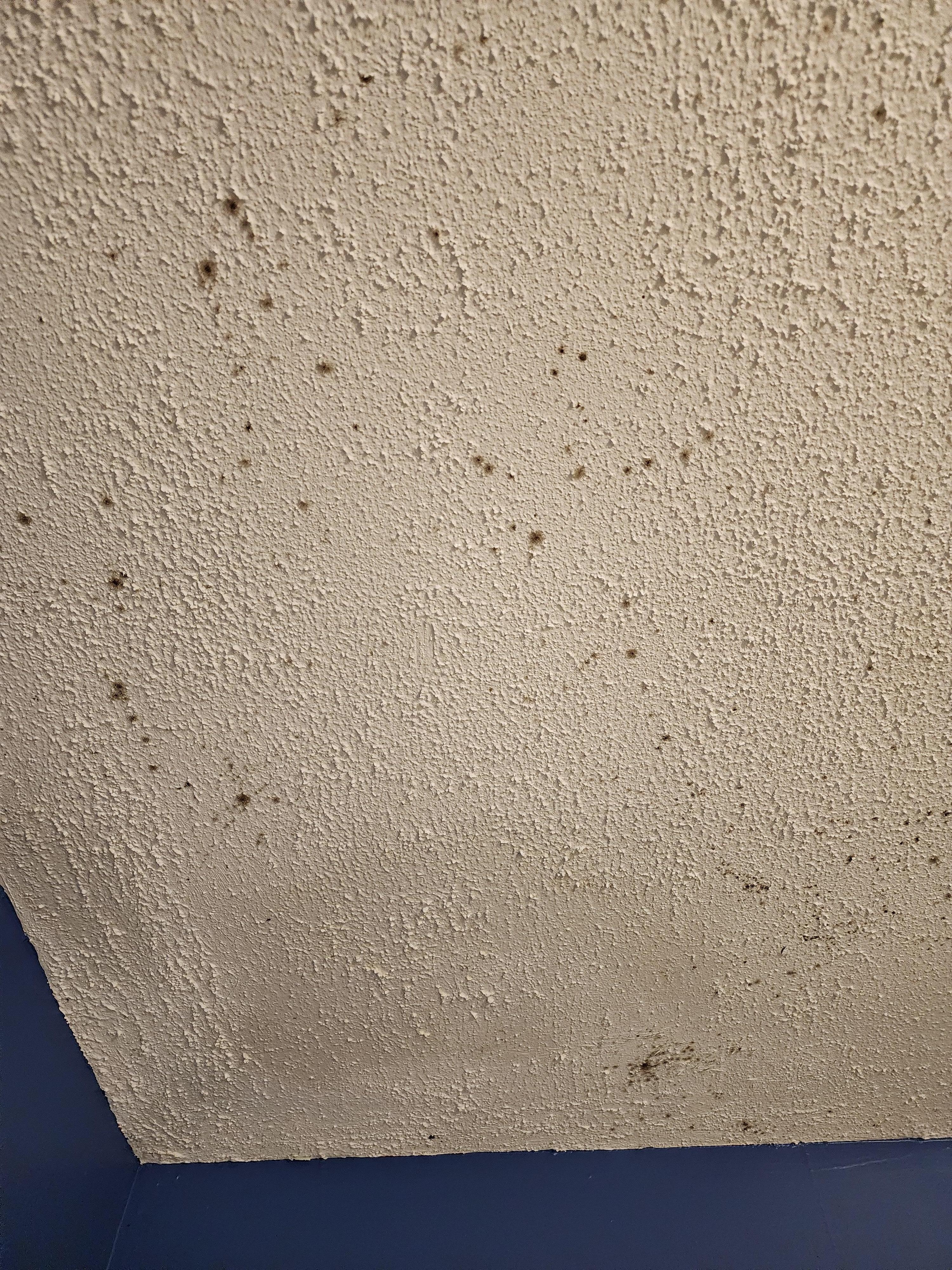 Mold spots on bathroom ceiling
