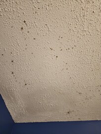 Mold spots on bathroom ceiling