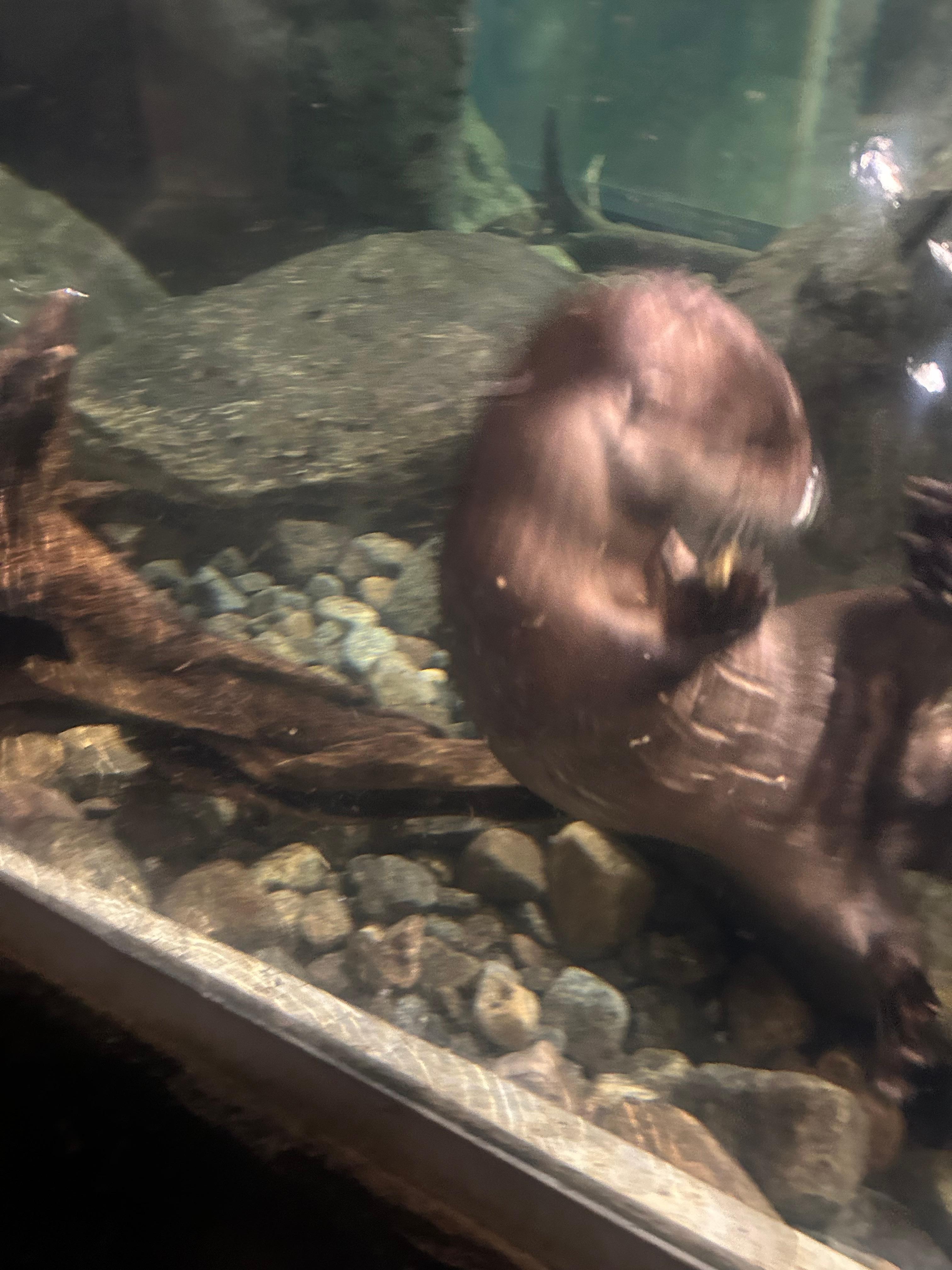 Wild Center Museum is great for Families to visit