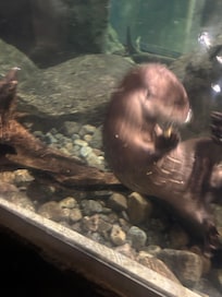 Wild Center Museum is great for Families to visit