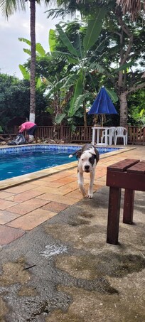 Vista da piscina com Oreo. A pousada é pet friendly.