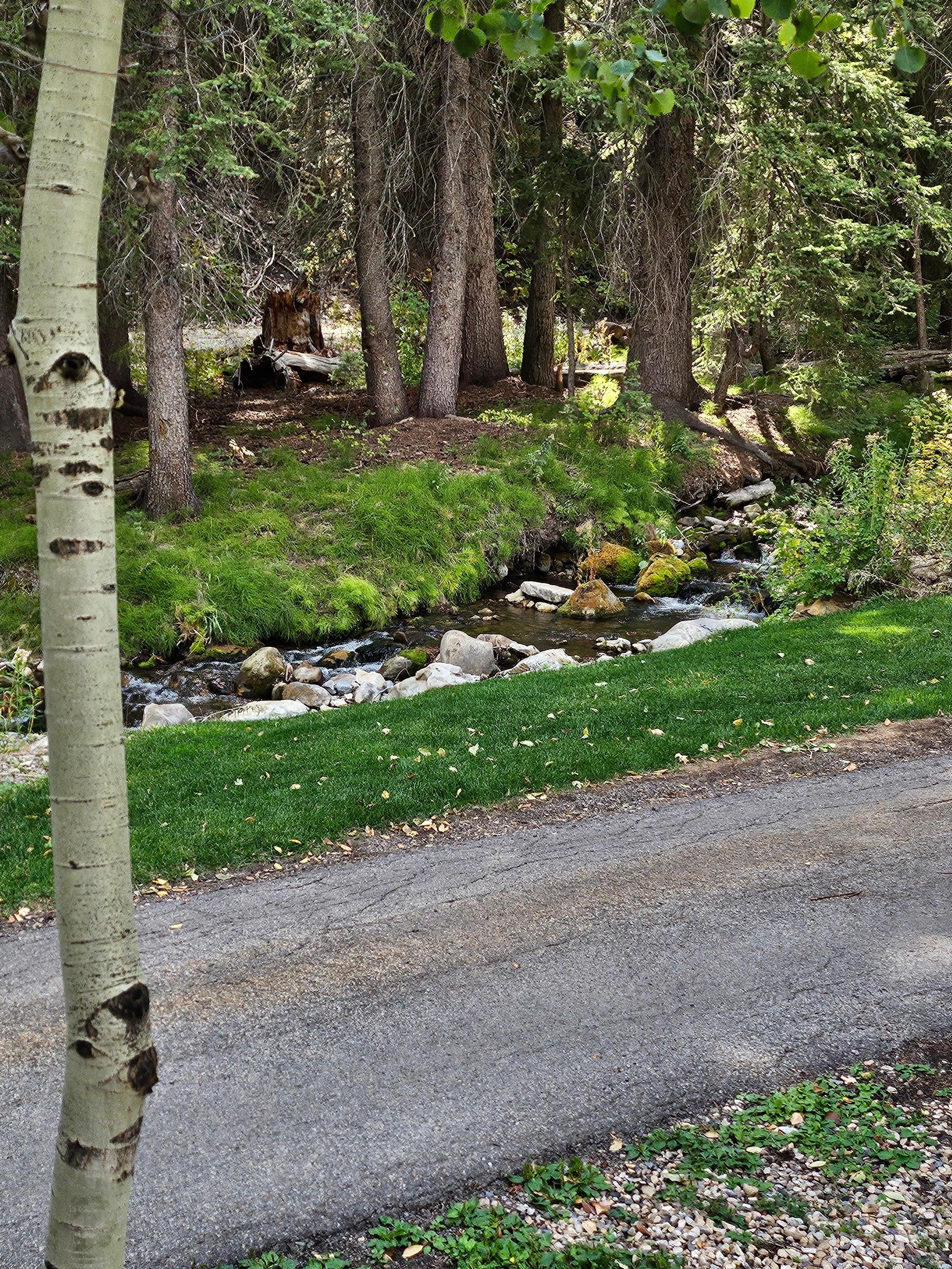 A calming stream across from the cabin