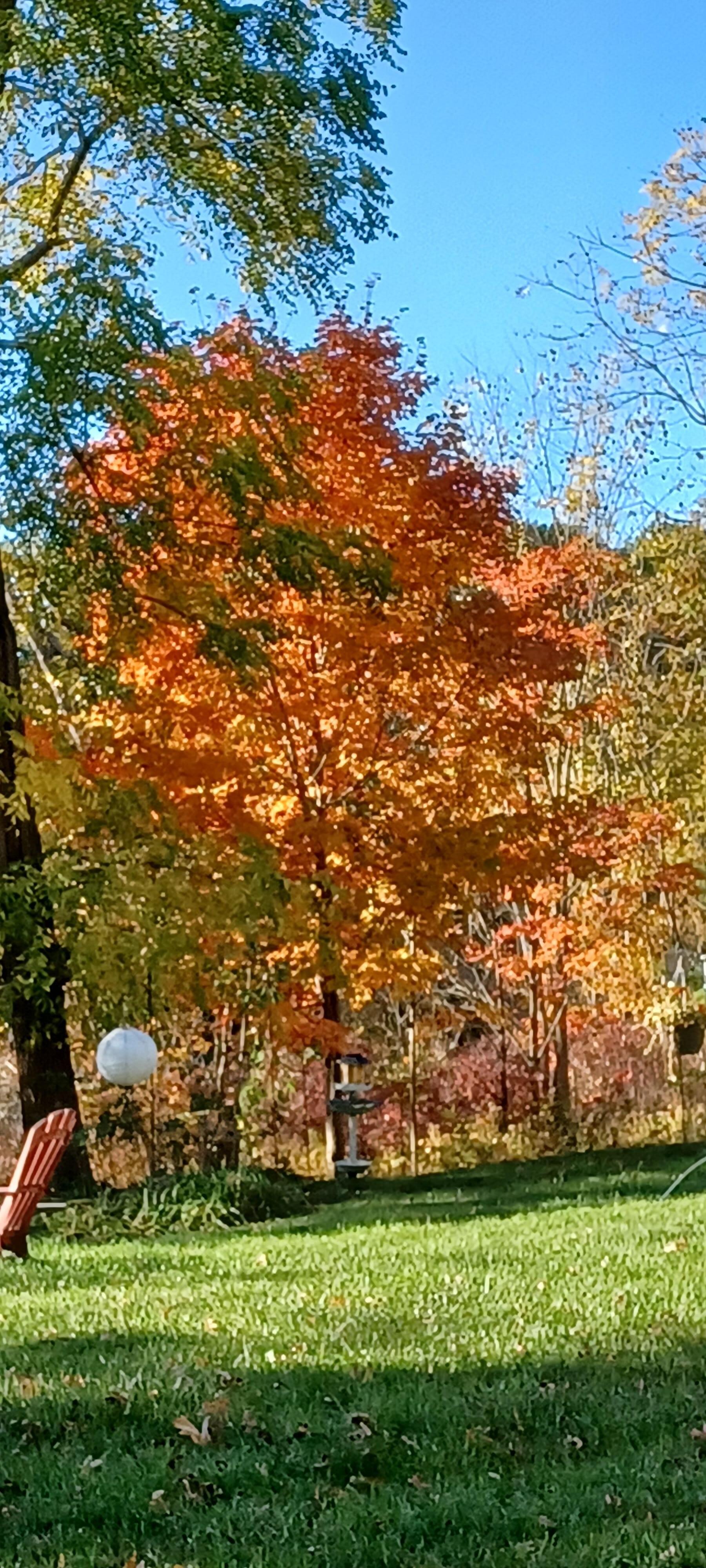 Beautiful fall colour