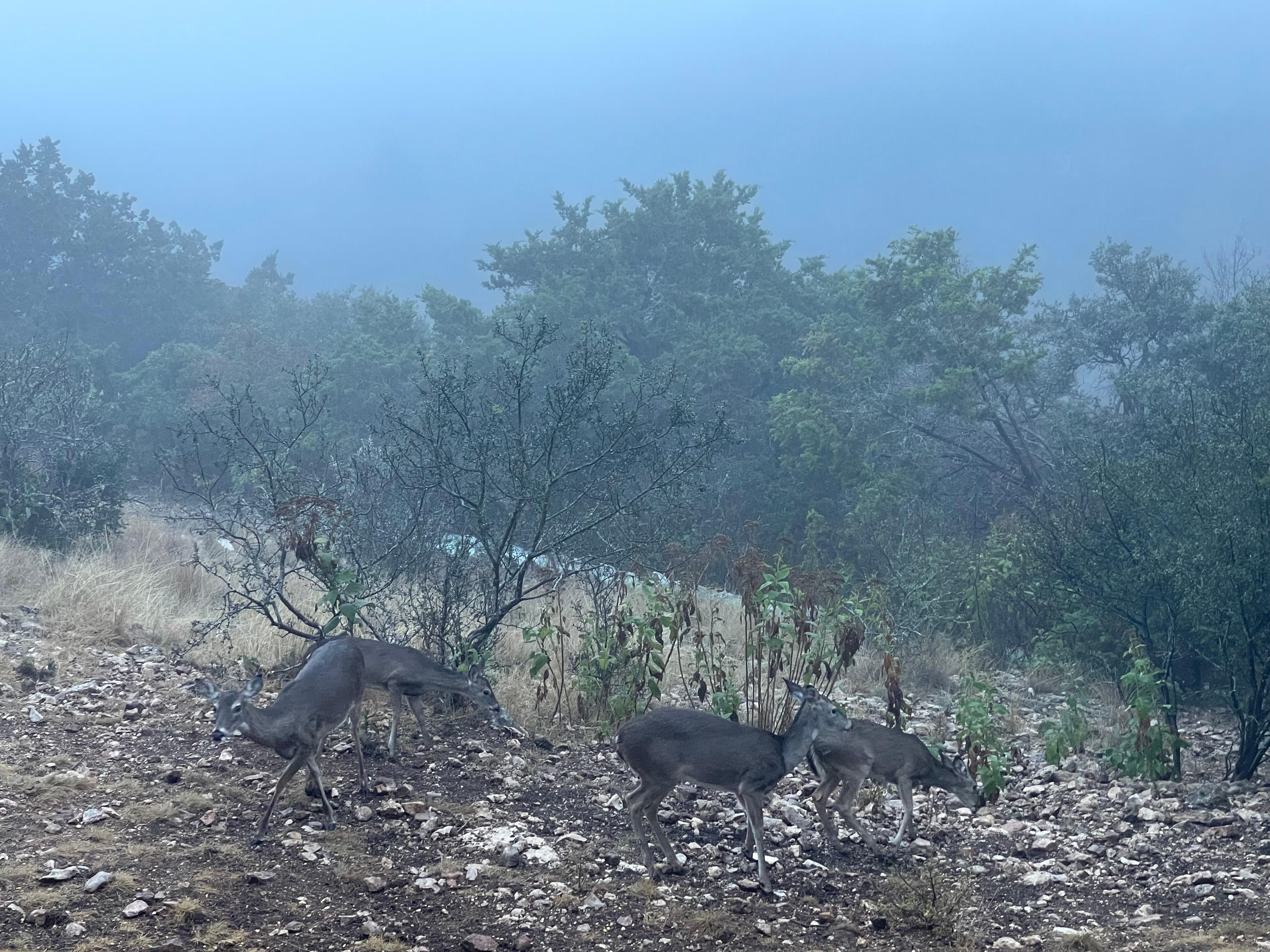 An added plus is being able to feed the deer. So relaxing and fun.