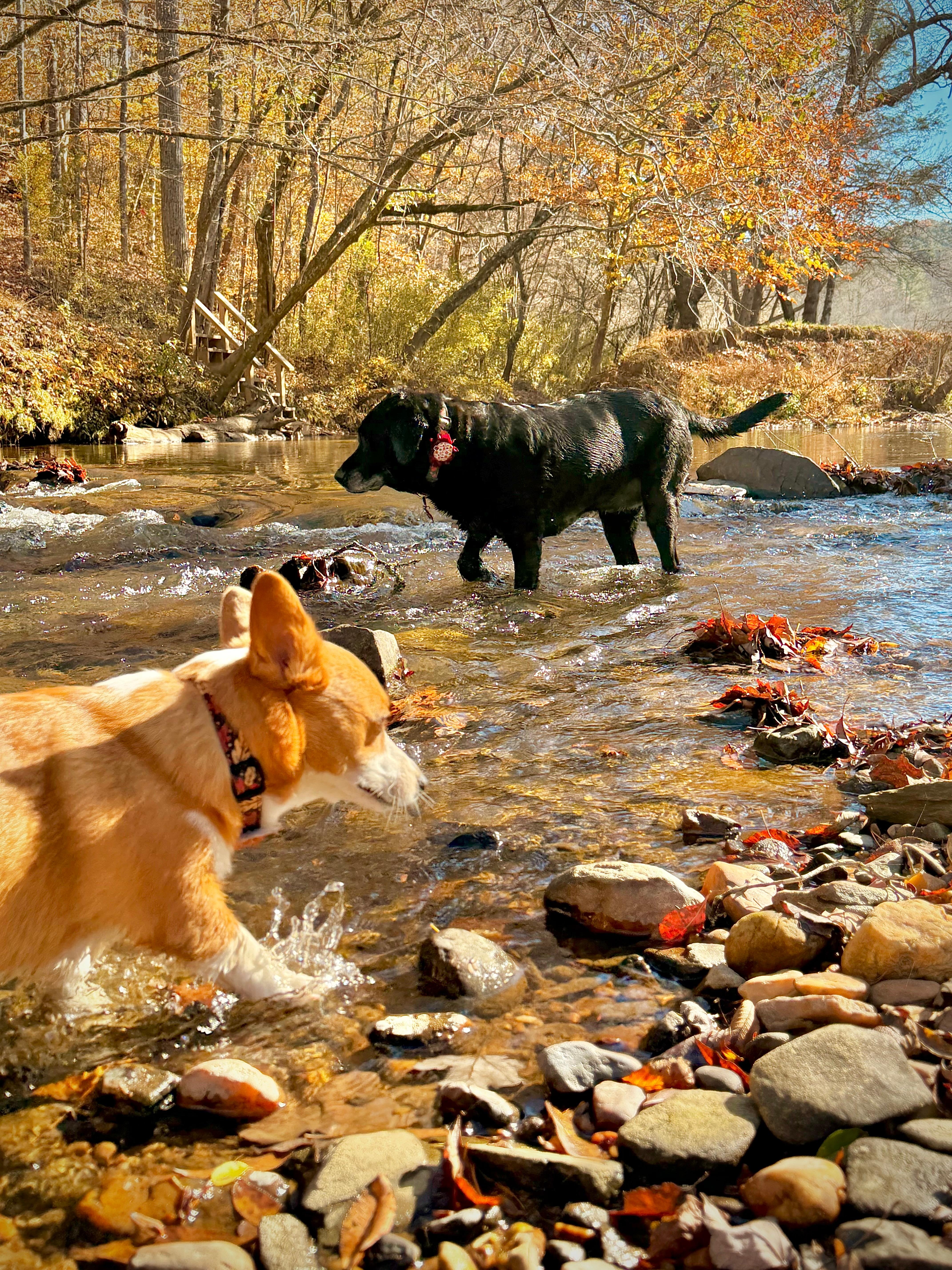 Pups playing in the creek