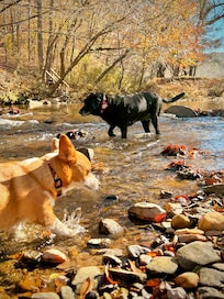 Pups playing in the creek