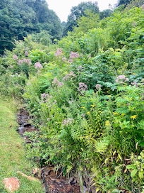 The hillside and creek beside the house.