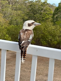 Friendly kookaburras