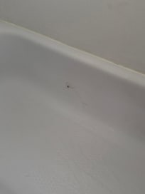 Hairs in shower
