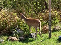 Deer, photo taken from our site patio.
