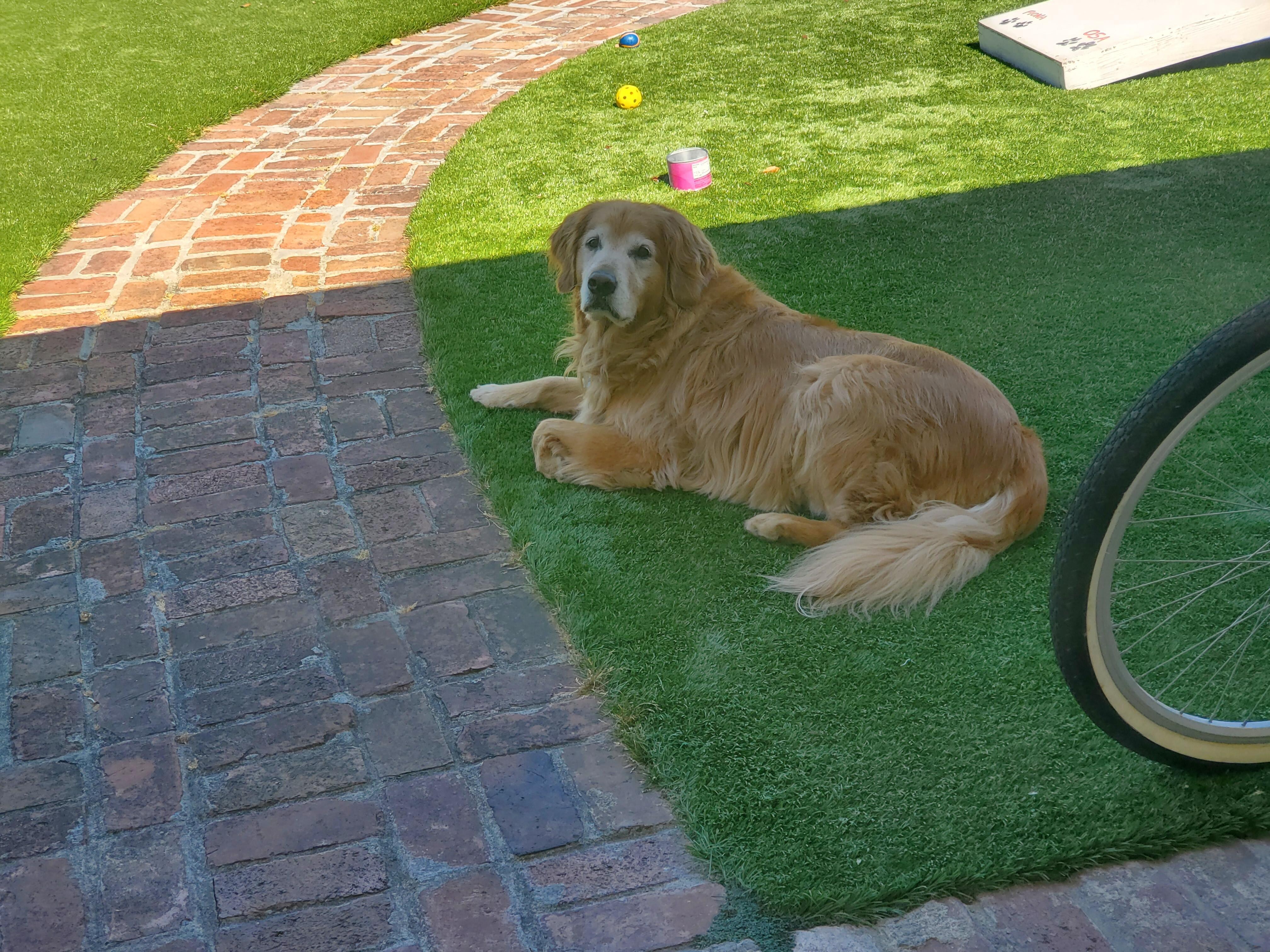 Lounging in the front yard