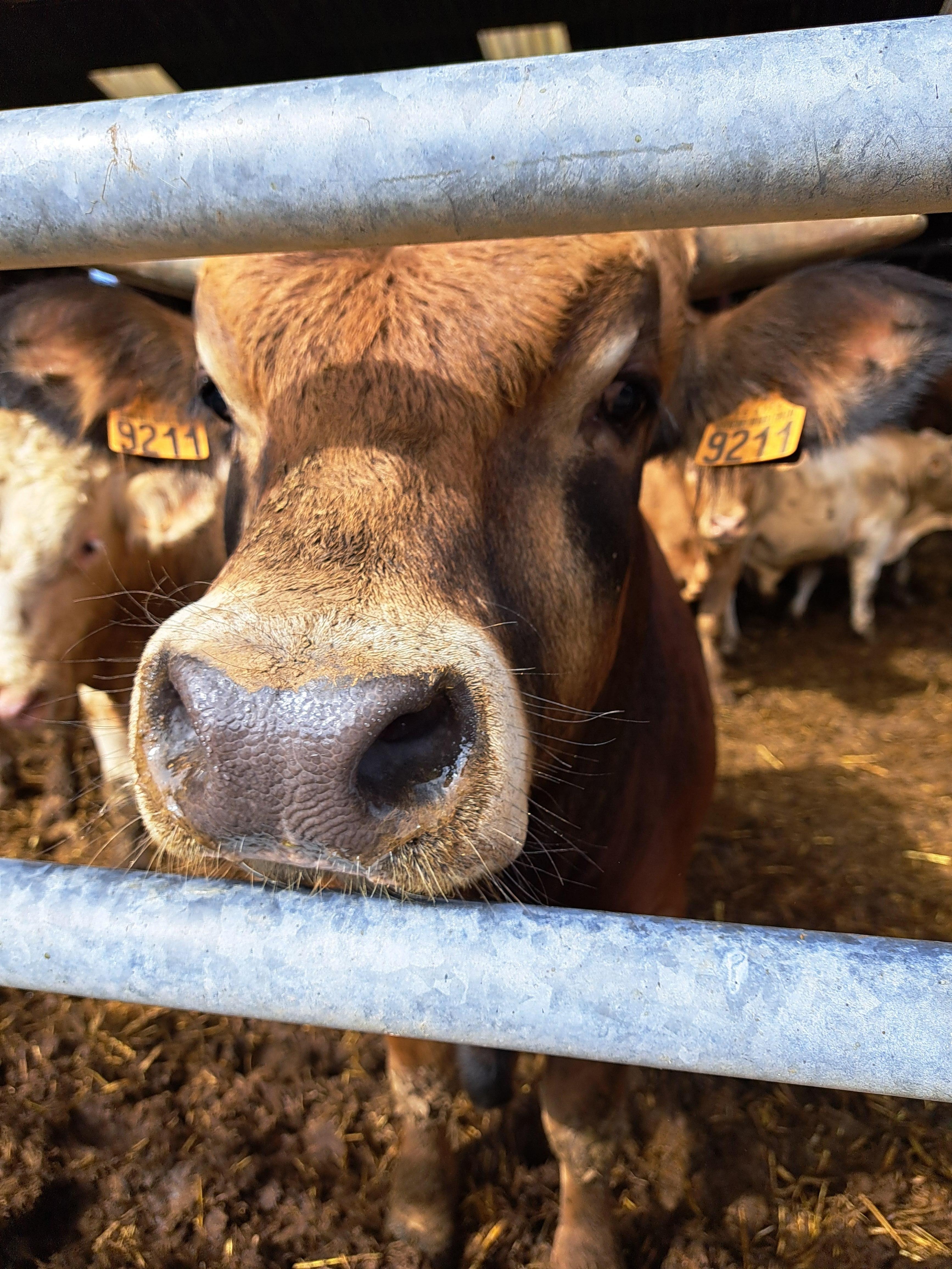 The farm has Angus and Charolais calves.