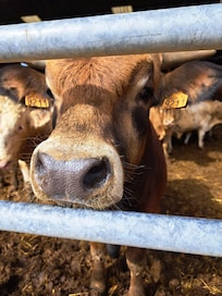 The farm has Angus and Charolais calves.
