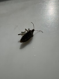 Bugs