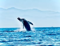 Whale watching with Antonio (3 min from condo!)