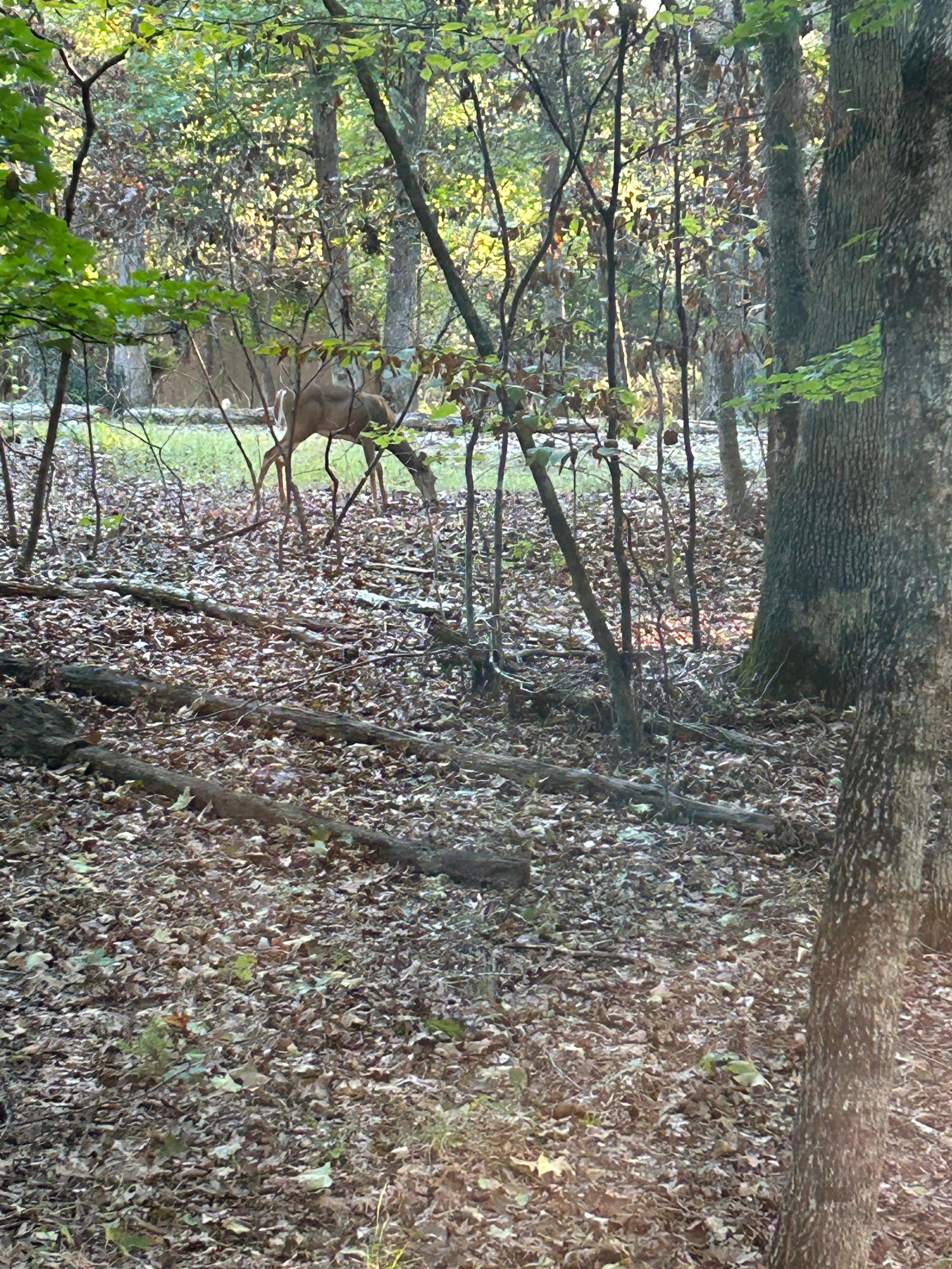 Deer just outside a window.