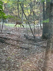 Deer just outside a window.