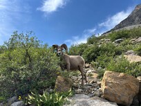 Mountain sheep