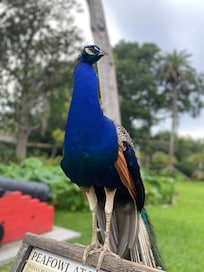 Friendly Peacock at The Fountain of Youth