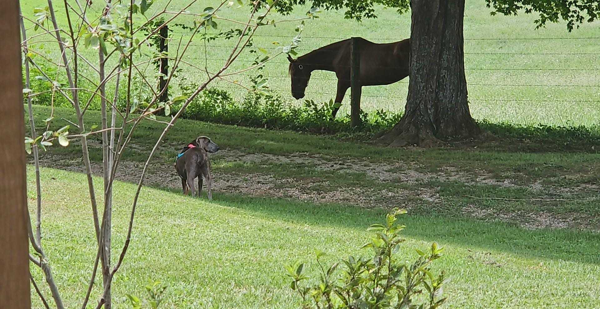 The horses enjoyed having my dog around