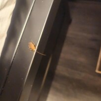 Roaches crawling on the bed with the light on.