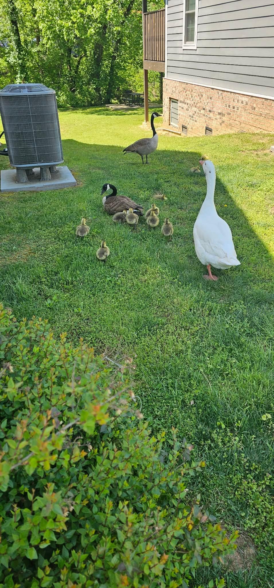 Daily morning visit from the geese 