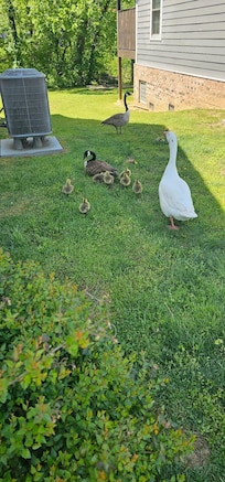 Daily morning visit from the geese