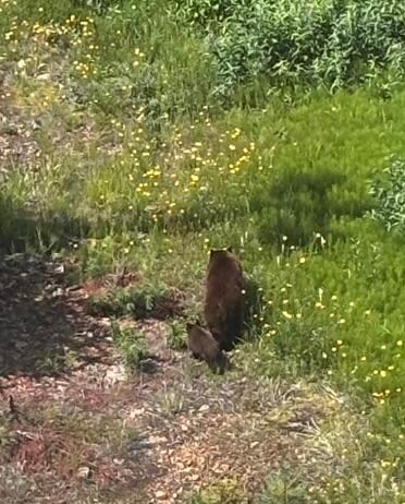2 of the 4 bears we saw on this trip