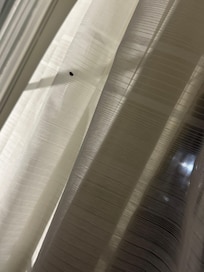 Bug on curtains