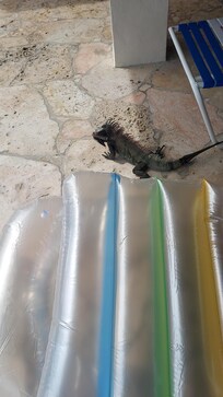 Animals roaming around the island