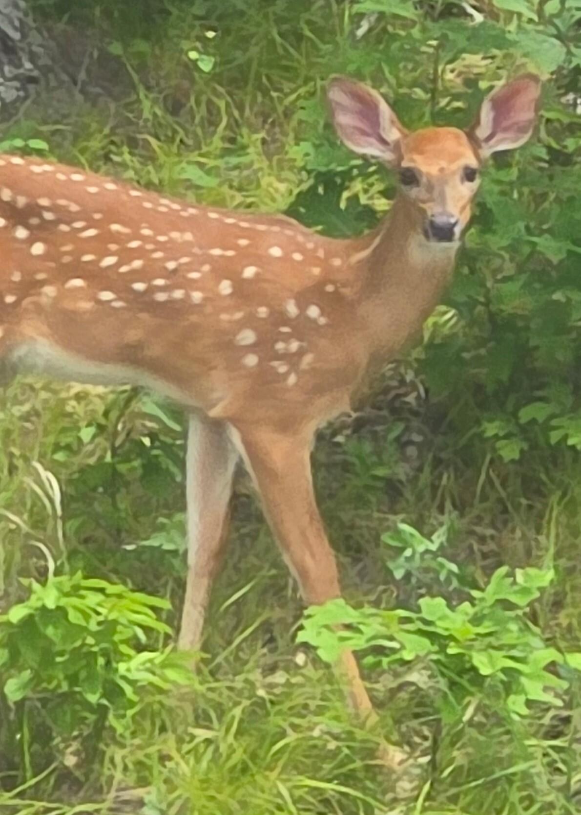 Fawn on shoreline