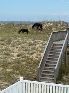 Horses in backyard