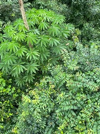 In Kakum NP