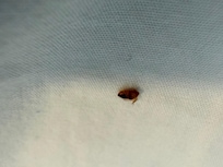 Bed bug