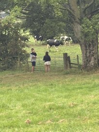 Seeing our new friends - the cows