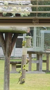 vogeltjes in de tuin
