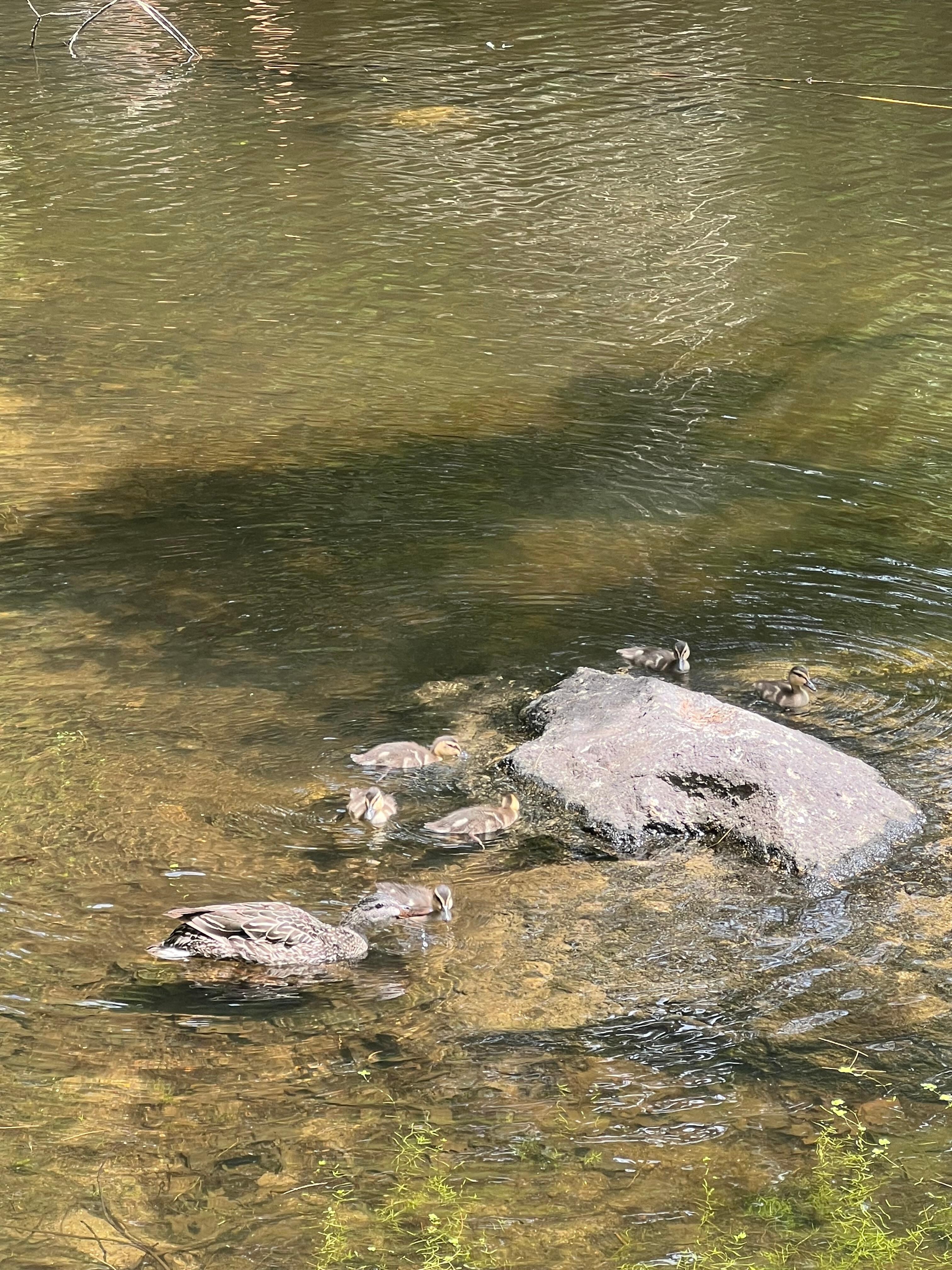 Ducks visiting