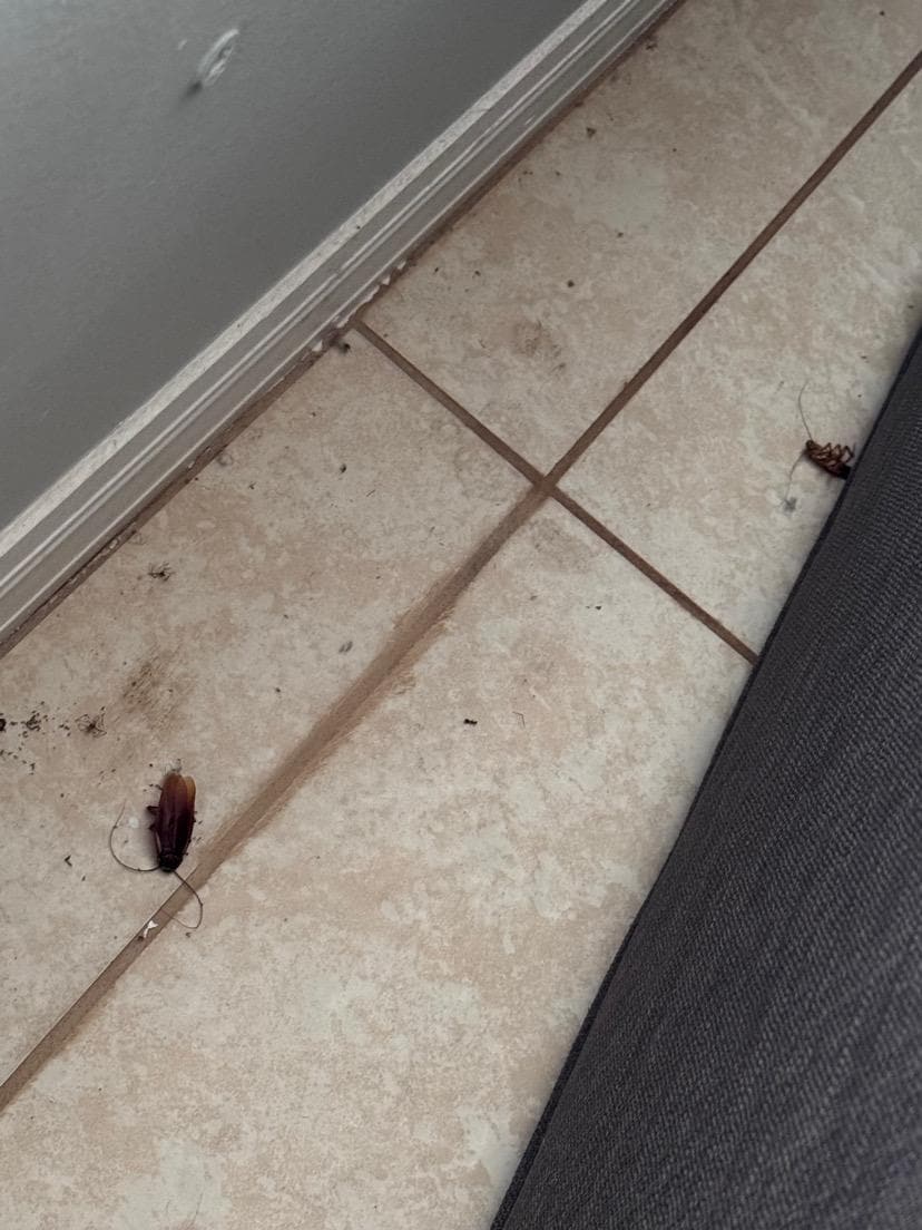 A lizard snuck in while we were walking inside. Went to move the couch to get it, to let it go outside. Found 2, thankfully dead cockroaches underneath to couch. Didn’t even bother saying anything about this cause figured it wouldn’t help anything. 