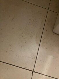 洗面所の髪の毛