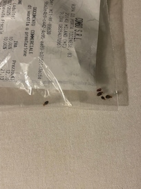 Bed bugs colected in my matress