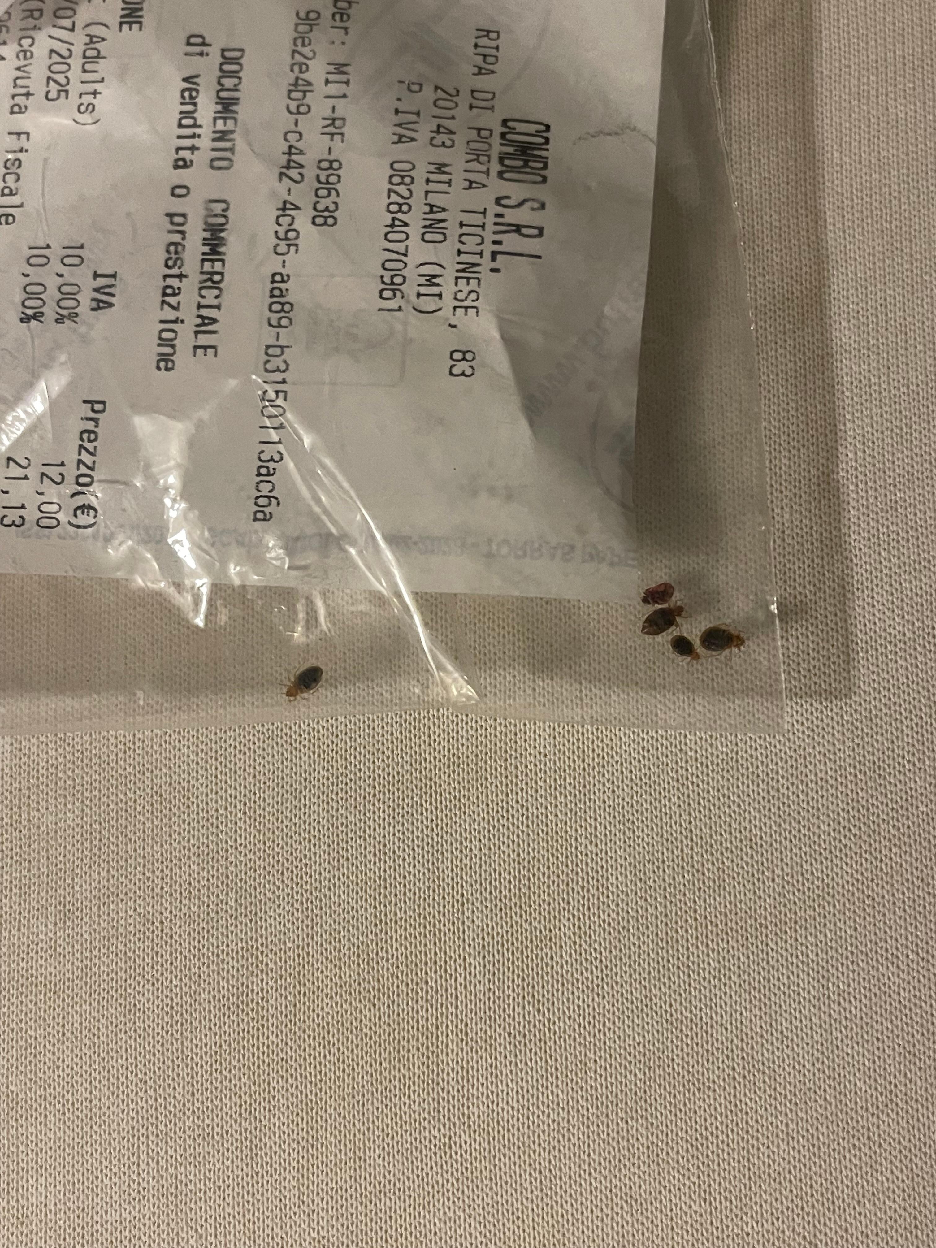 Bed bugs colected in my matress