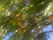 Apricot tree