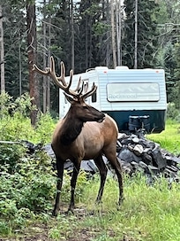 Elks walking around