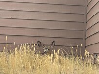 Outdoor animal beside the home we enjoyed .