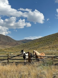 Gorgeous (and friendly) horses across the street