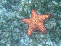 Cowpet Bay friends - Starfish!