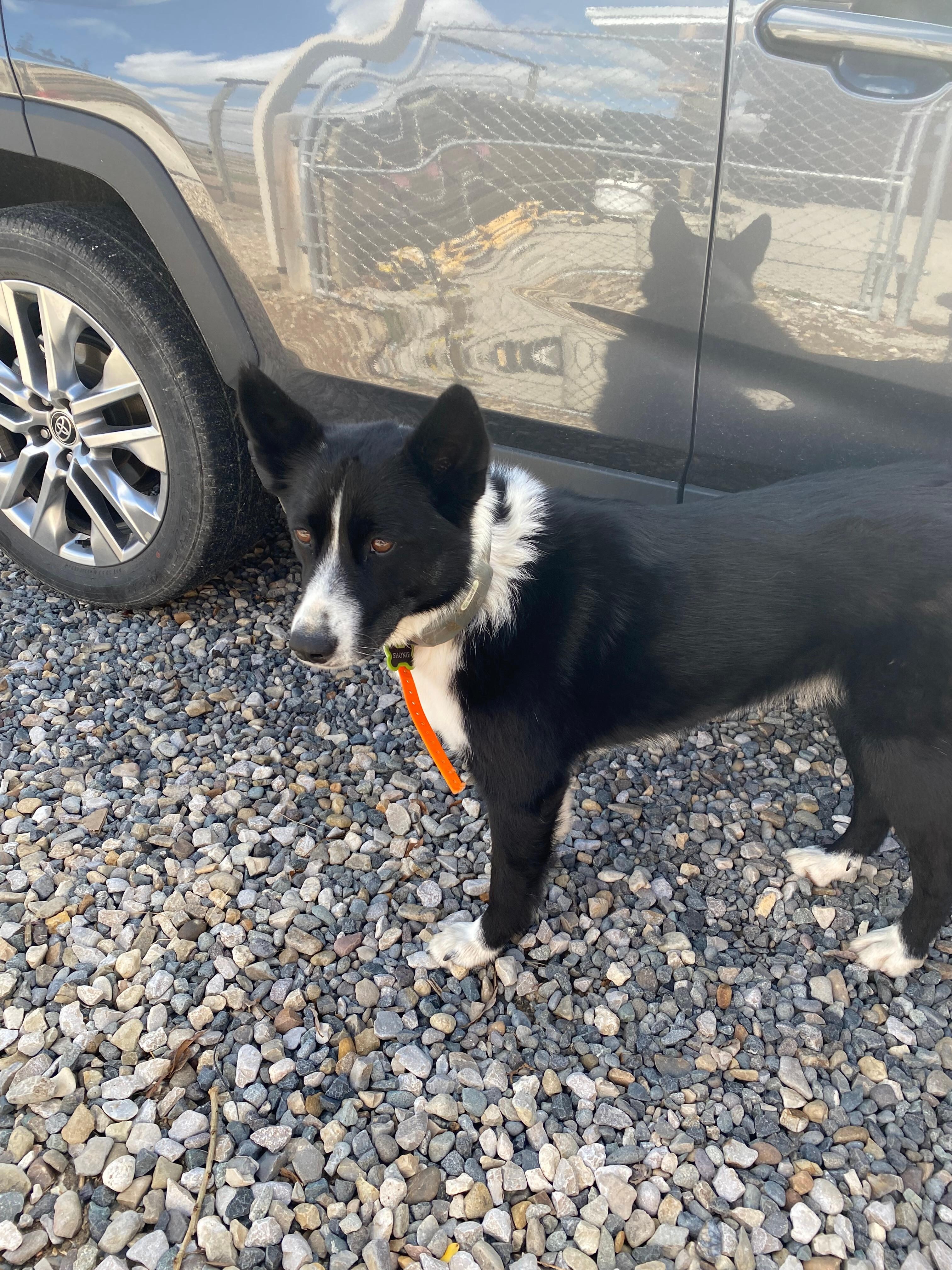 Wanda’s dog Shoney